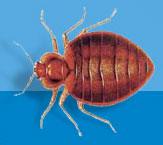 Common Bed Bug Common Bed Bug