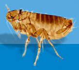 Common Canine Flea Common Canine Flea